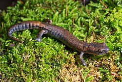 Bolitoglossa hartwegi 61491456.jpg