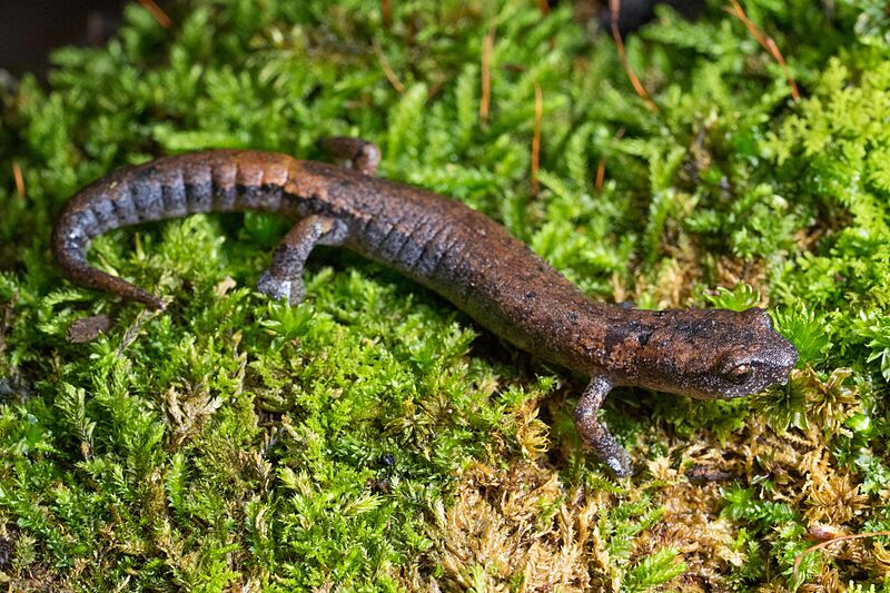 Bolitoglossa hartwegi 61491456