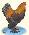 Brahma