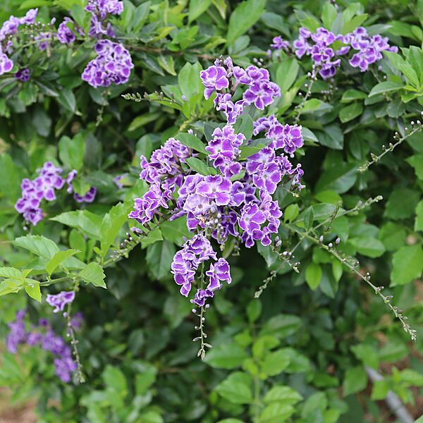 Cụm hoa chuỗi ngọc