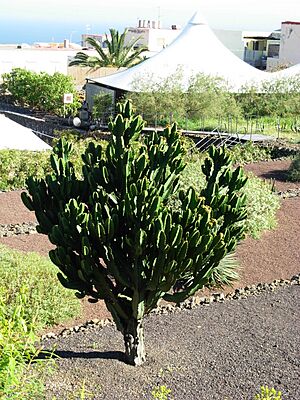 Archivo:Cactus tree