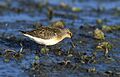 Calidris ferruginea (Marek Szczepanek)