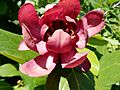 Calycanthus 'Aphrodite', Longwood Gardens 01