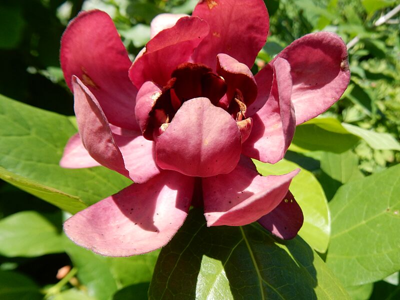 Calycanthus 'Aphrodite', Longwood Gardens 01