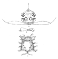 Cantuaria dendyi Hogg 1901