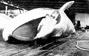 Archivo:Captured fin whale