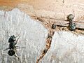 Carpenter ants 2