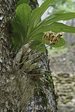 Catasetum integerrimum Cahal Pech Jul 10 2015 3.jpg