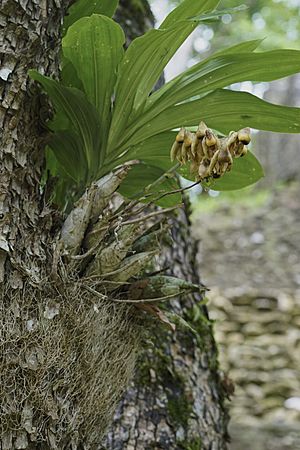 Catasetum integerrimum Cahal Pech Jul 10 2015 3.jpg
