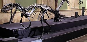 Archivo:Ceratosaurus mounted