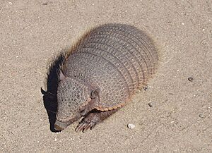 Archivo:Chubut-PeninsulaValdes-Armadillo-TatuCarreta-P2230729b