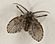 Clogmia Albipunctata or moth fly.jpg