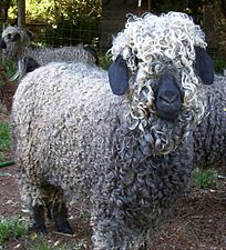 Colored Angora Goat