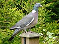 Columba palumbus -garden post-8