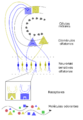 Early Olfactory System esp