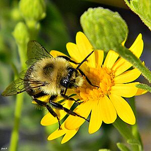 Archivo:Eastern Bumble Bee on Coastalplain Goldenaster (8228661030)
