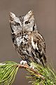 Eastern Screetch-Owl