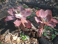 Echeveria gibbiflora 6c.JPG