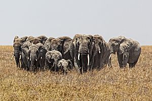 Elephants, Serengeti.jpg