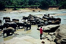 Archivo:Elephants at bath Sri Lanka