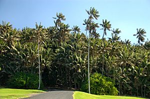 Archivo:Endemic Howea forsteriana Palms- Neds Beach,Lord Howe Island