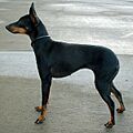 English Toy Terrier 600 01