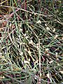 Ephedra sinica alexlomas