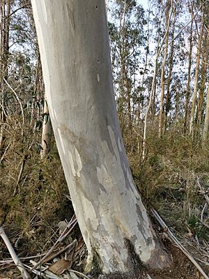 Archivo:Eucalyptus pauciflora trunk