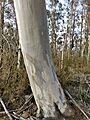 Eucalyptus pauciflora trunk