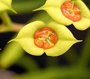Archivo:Euphorbia genoudiana2 ies