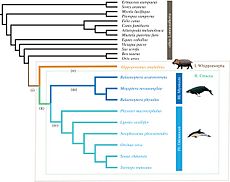 Archivo:Evolutionary relationships among laurasiatherian mammals as used in molecular evolution analyses