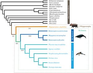 Archivo:Evolutionary relationships among laurasiatherian mammals as used in molecular evolution analyses