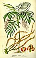 Flore des serres v13 133a