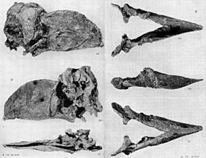Archivo:Gastornis skull and mandible