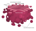 Golgi apparatus (borderless version)-es