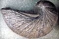 Gryphaea arcuata fossil oyster (Blue Lias, Lower Jurassic; coastal cliffs near Lyme Regis, far-western Dorset County, southwestern England) 1 (15206675956)