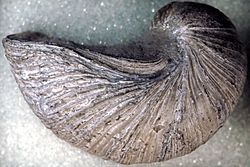 Gryphaea arcuata fossil oyster (Blue Lias, Lower Jurassic; coastal cliffs near Lyme Regis, far-western Dorset County, southwestern England) 1 (15206675956).jpg