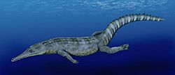 Guarinisuchus munizi.jpg