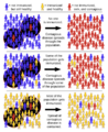 Herd immunity