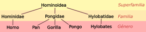 Hominoid taxonomy 2 es.svg