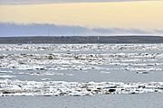 Kotelny-Insel 1 2014-08-24