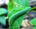 Leptosia nina cat