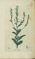 Lobelia inflata, Indian tobacco (3528518482)