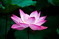 Lotus flower (978659)