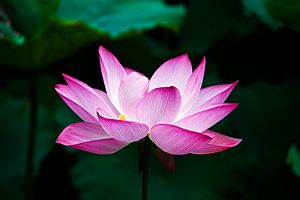 Archivo:Lotus flower (978659)