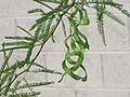 Mesquite legumes