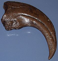 Archivo:Moulage d'une griffe de baryonyx