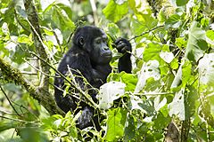 Archivo:Mountain gorilla (Gorilla beringei beringei) 03