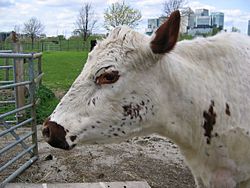 Archivo:Mudchute farm cow head