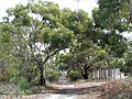 OGNR walking track
